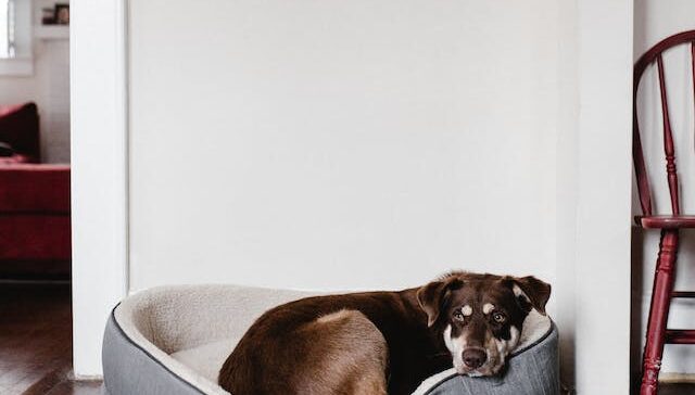 Dog Bed
