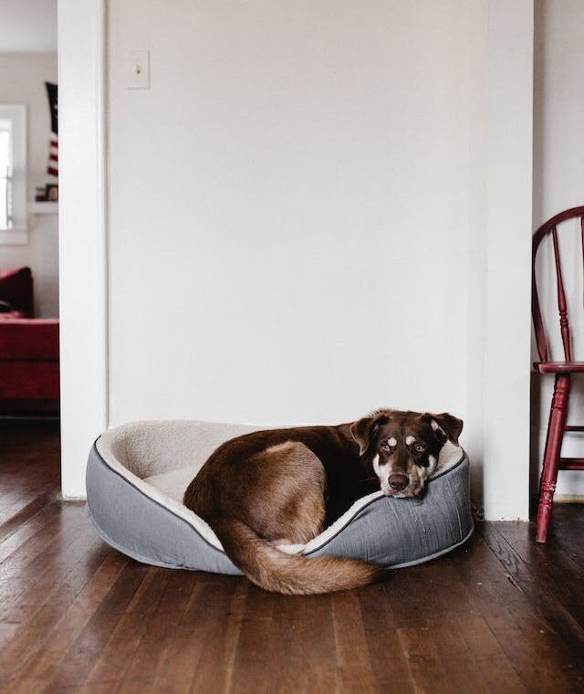 Dog Bed