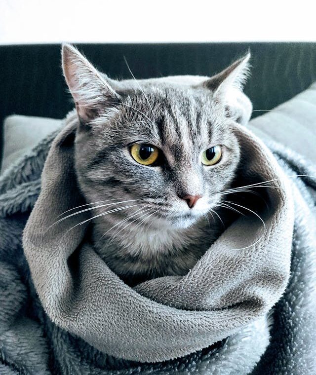 Washing & Maintaining Your Sherpa Blanket ClothesLyne