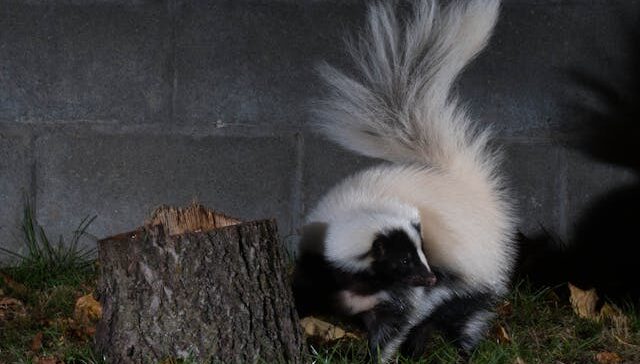 Skunk